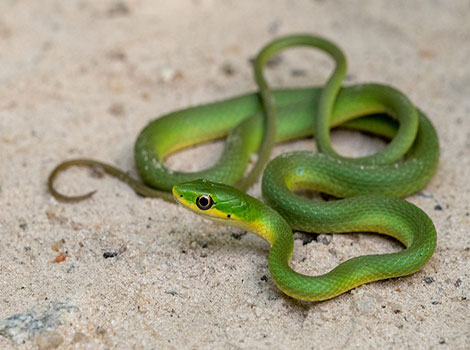 Rough green snake and vibrant coloration