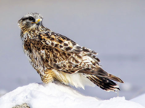 Rough-legged Hawk and black-speckled wings