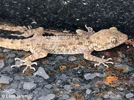 Rough-tailed gecko and textured scales