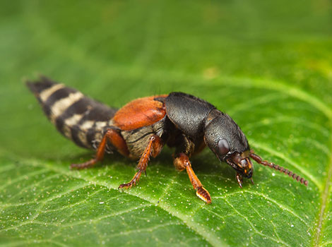 Rove Beetle and slender body