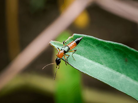 Rove beetle and nocturnal behavior