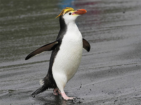 Royal Penguin and striking yellow crest
