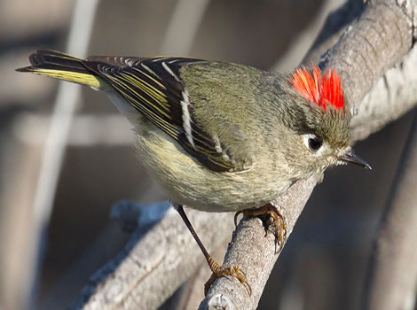 Ruby-crowned Kinglet and small bright red crown