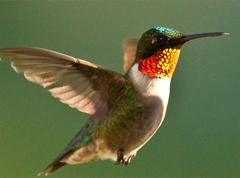 Ruby-throated Hummingbird and iridescent red throat