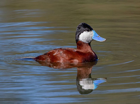 Ruddy Duck and compact physique