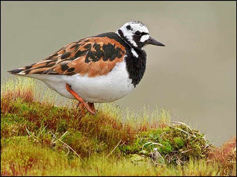Ruddy Turnstone and orange legs