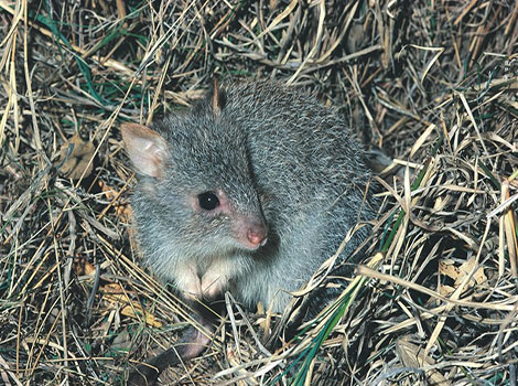 Rufous bettong and strong hind legs