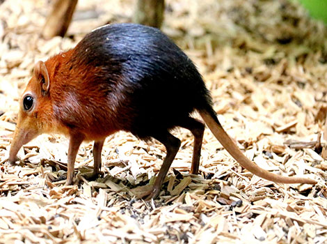 Rufous elephant shrew and fast movement