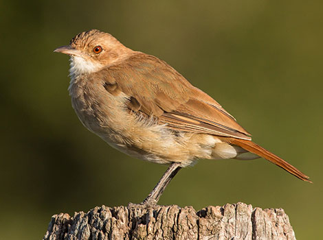 Rufous Hornero and clay nest