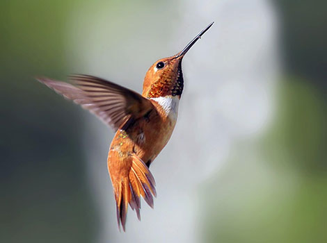 Rufous Hummingbird and bright colors