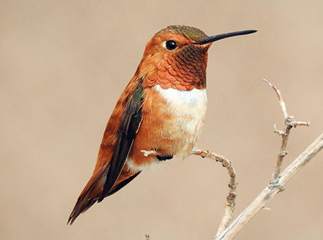 Rufous Hummingbird and iridescent feathers