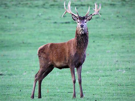 Rusa Deer and antlers