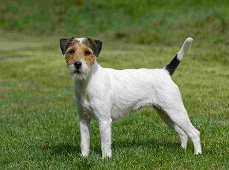 Russell Terrier and compact agile body