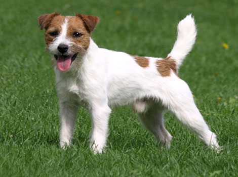 Russell Terrier and compact build