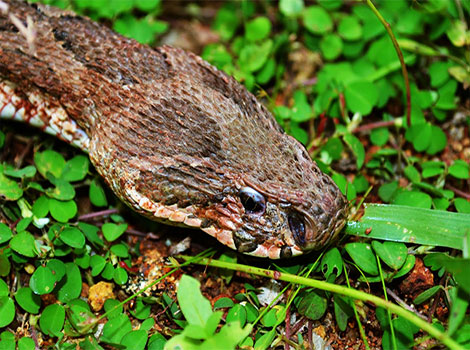 Russell's Viper and patterned body