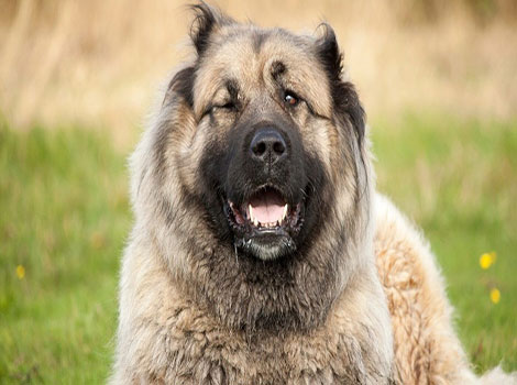 Russian Bear Dog and thick fur coat