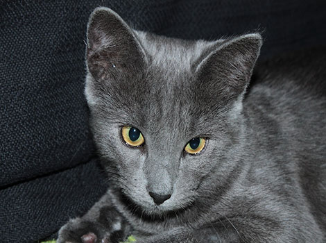 Russian Blue Cat and green eyes
