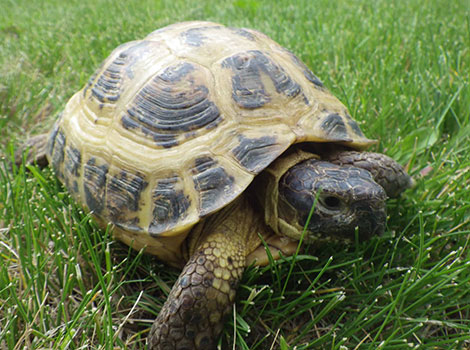 Russian tortoise and steppe habitat