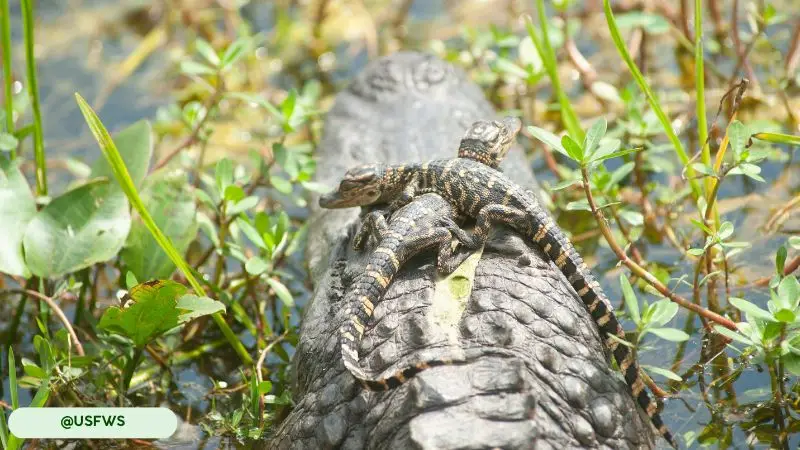 Crocodilians show surprisingly complex social behaviors, including communal nesting and parental care