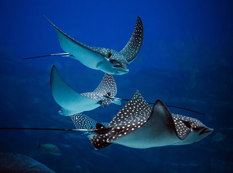 Stingray and ocean floor habitat