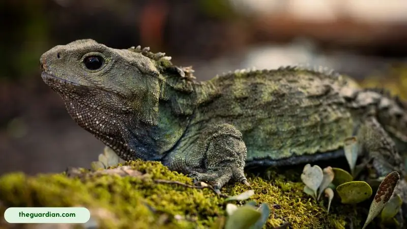 The Tuatara, a unique New Zealand reptile, is the sole survivor of an ancient lineage that lived with dinosaurs