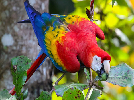 Jamaican red macaw with vibrant red feathers