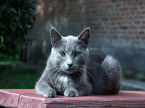 Russian Blue cat and short silver coat