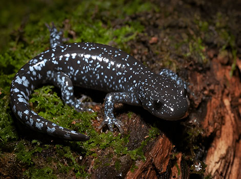 Jefferson salamander with dark spotted body