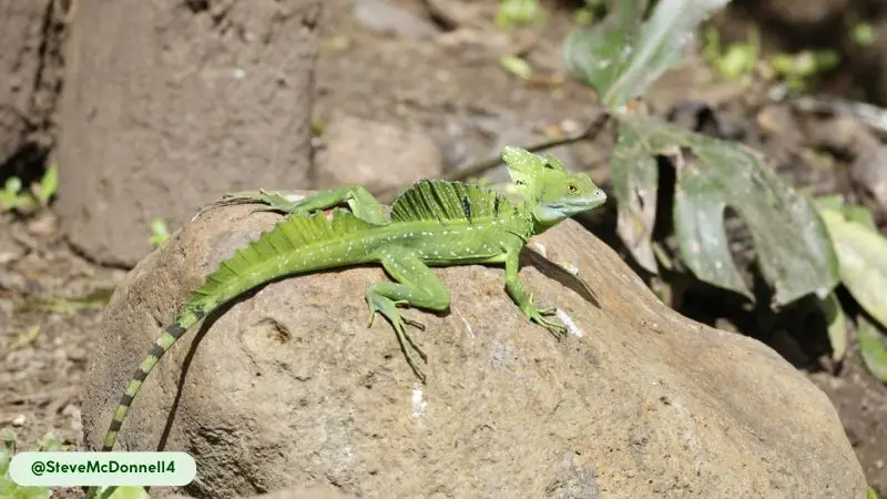 The Basilisk Lizard sprints across water on its hind legs for several meters