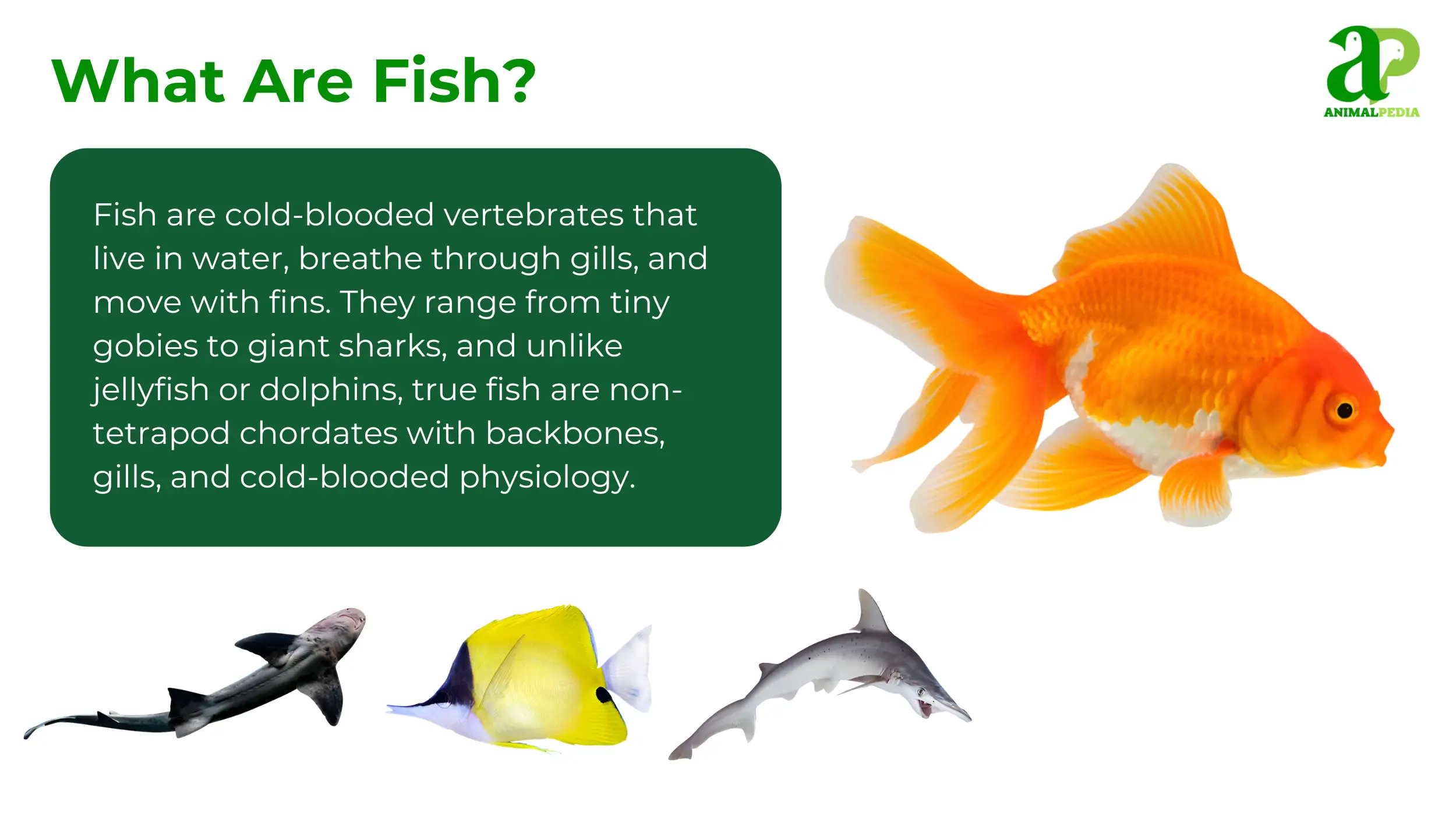what are fish
