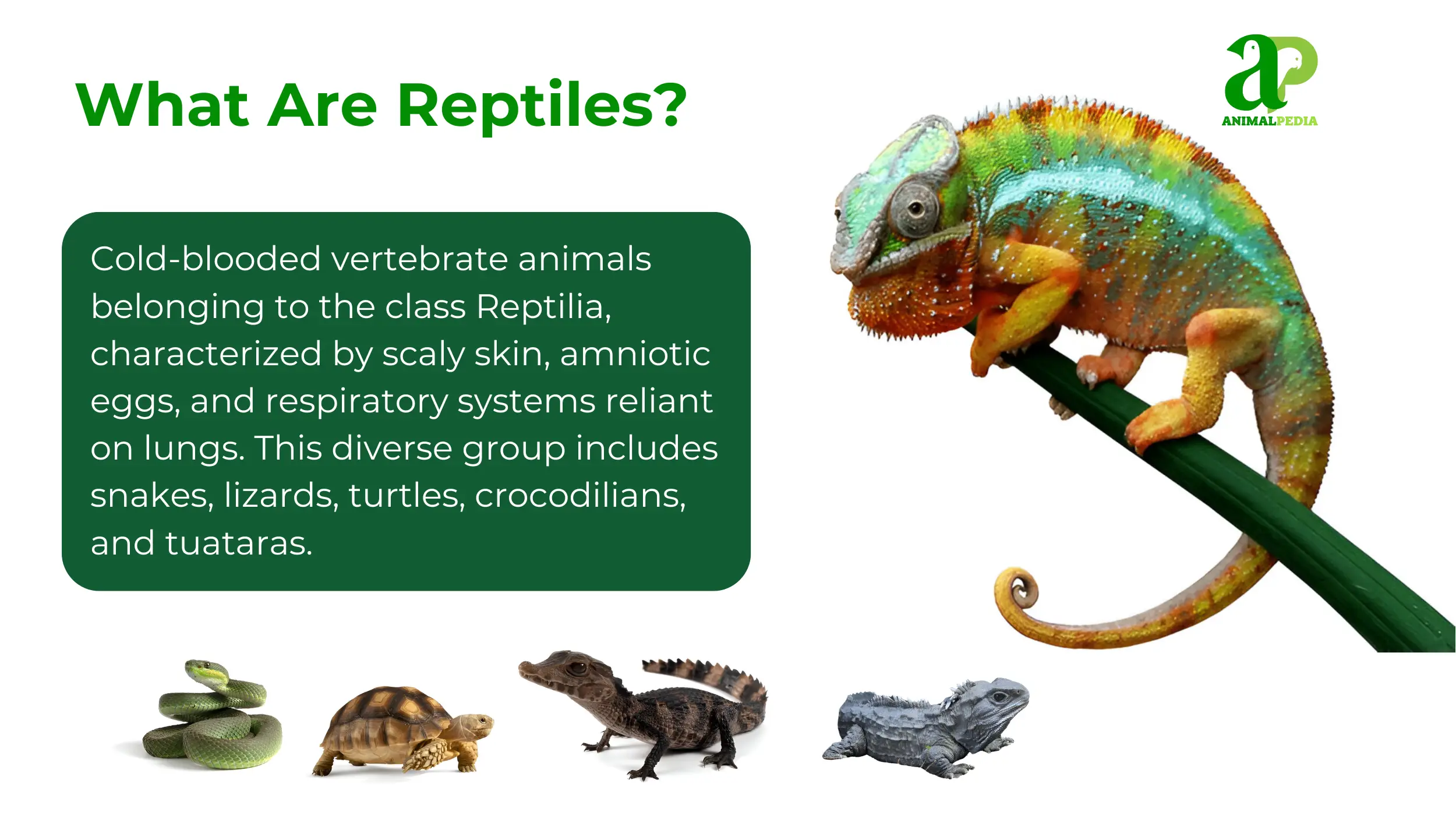 what are reptiles