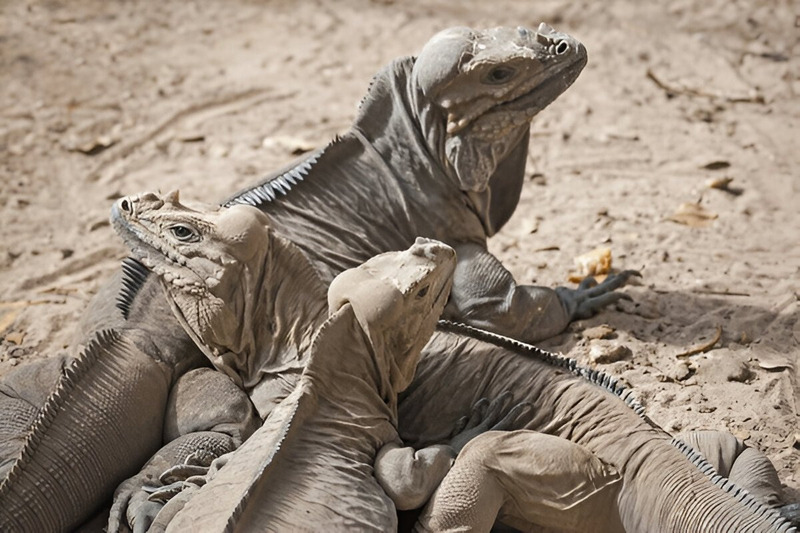 A group of Rhinoceros Iguanas in the wild