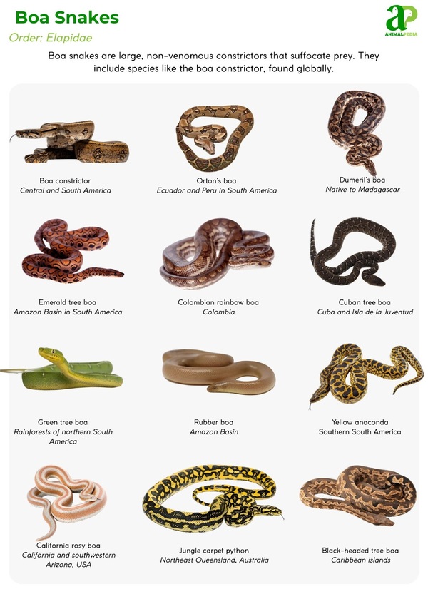 Boa Snakes classification