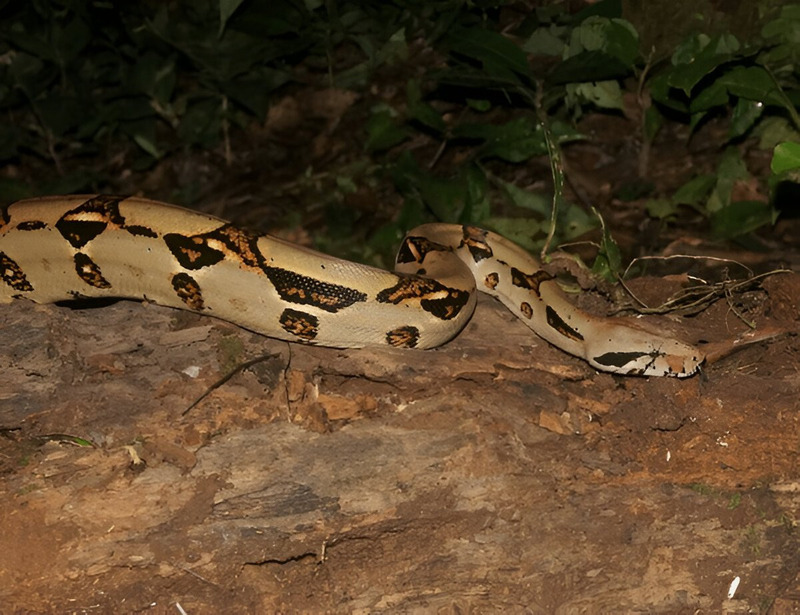 Boa snake active at night