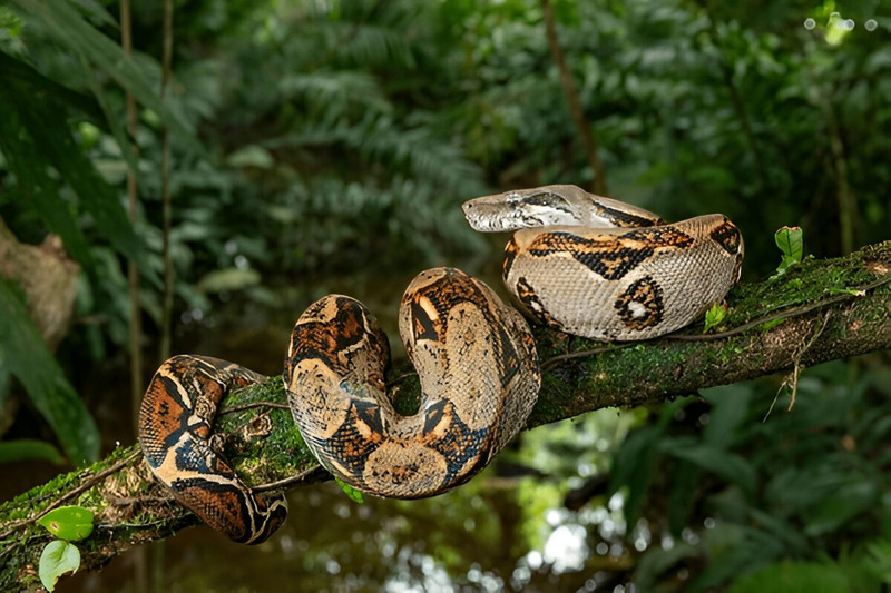 Boa snake displaying its solitary lifestyle