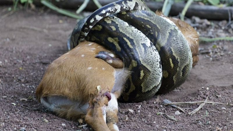 Boa snake using constriction method to hunt