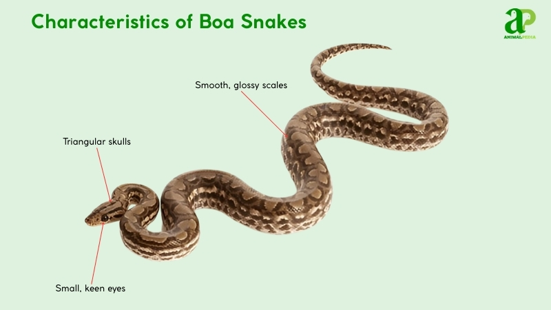 Characteristics of Boa Snake