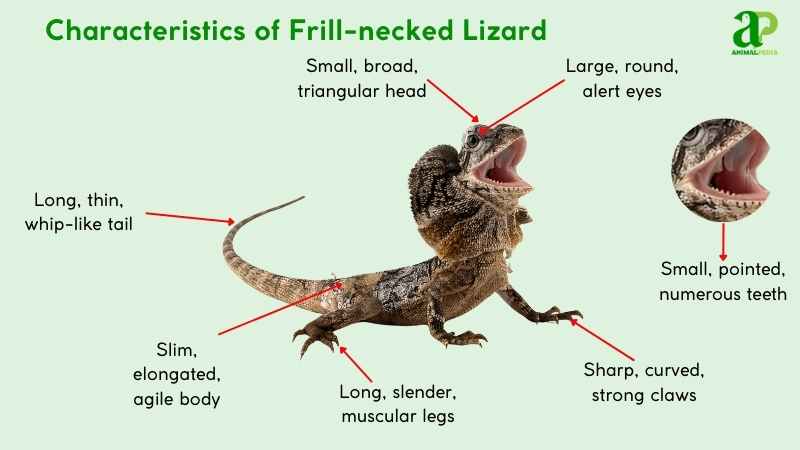 Characteristics of Frill-necked Lizard