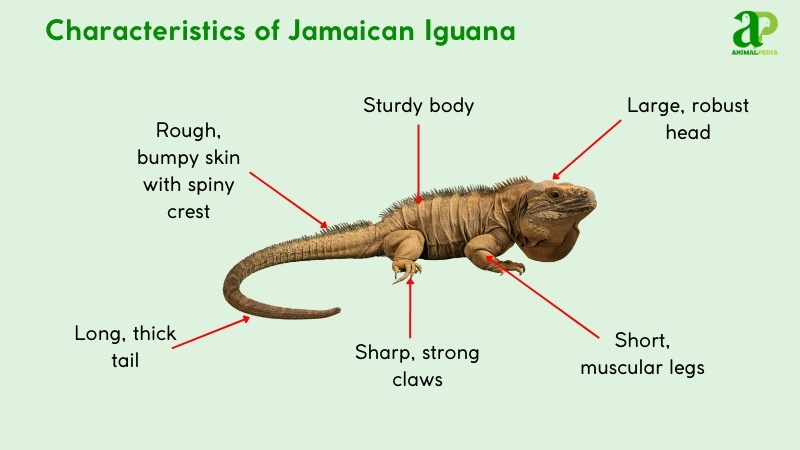 Characteristics of Jamaican Iguana 