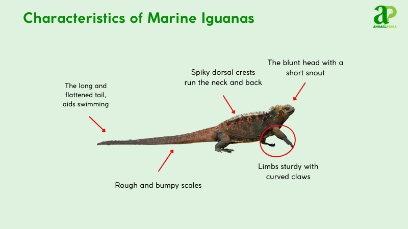 Characteristics of Marine Iguanas