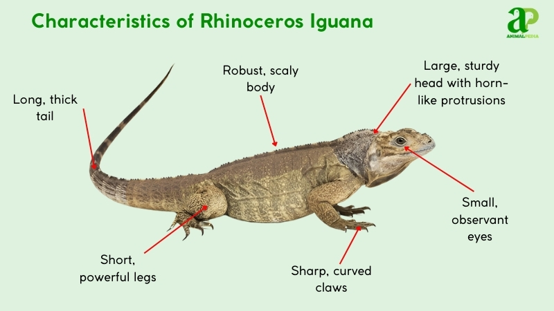 Characteristics of Rhinoceros Iguana
