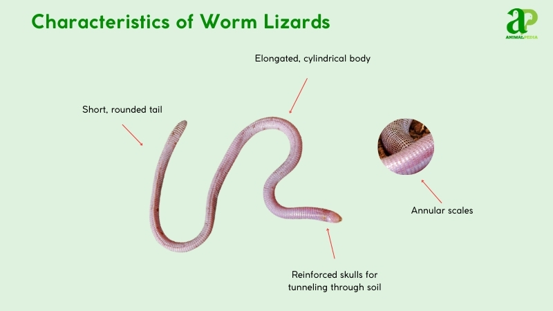 Characteristics of Worm Lizards