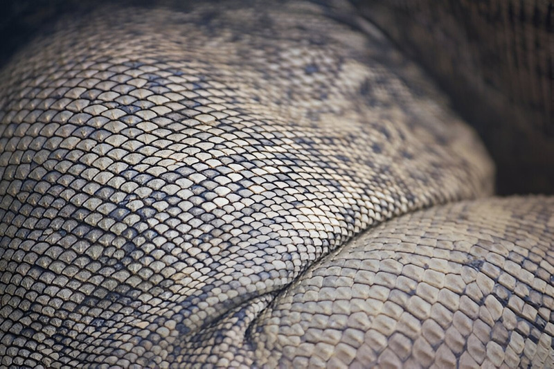 Close-up of the unique keeled and tuberculate dorsal scales of a Cuban Rock Iguana