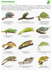 Chameleons: Color-Changing Lizard, Facts, Habitat & Conservation