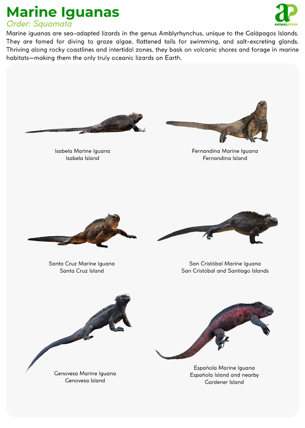 Collage of various Marine Iguanas species