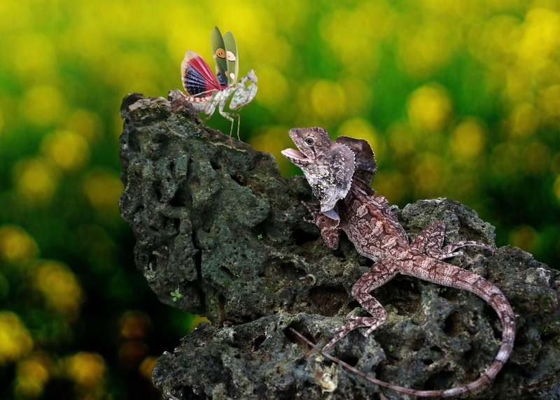 Frill-necked Lizard hunting prey on rocks