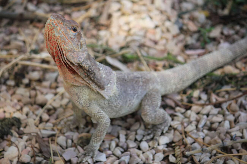 Frill-necked Lizard living independently