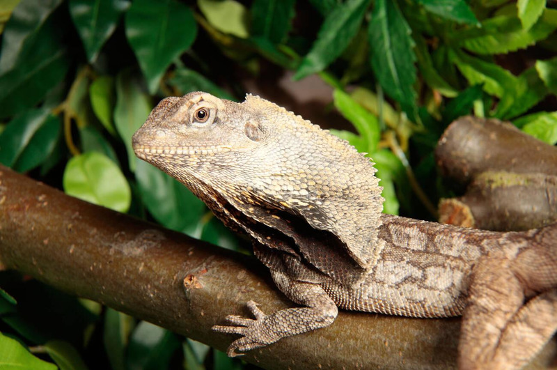 Frill-necked Lizard resting on a branch during the dry season