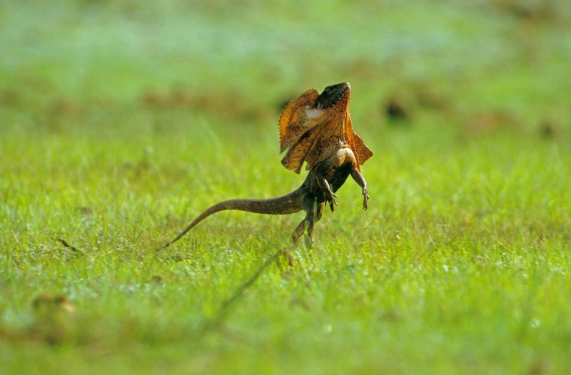 Frill-necked Lizard running on grass with its frill extended