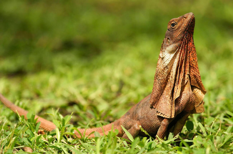 Frill-necked Lizard standing on the ground during the dry season